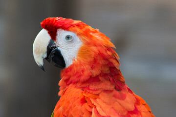 Red Scarlet Macaw