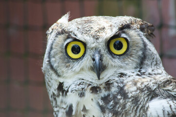 Great Horned Owl