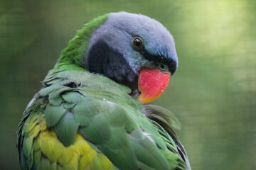 Lord Derby's Parakeet