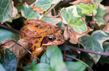 Brown Toad