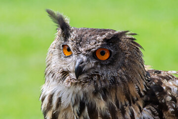 Eurasian Eagle Owl