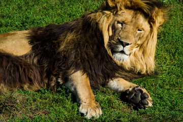 Relaxed Lion