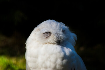 Snowy Owl with eyes closed