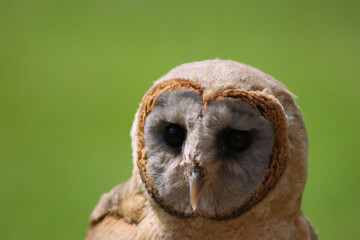 Barn Owl