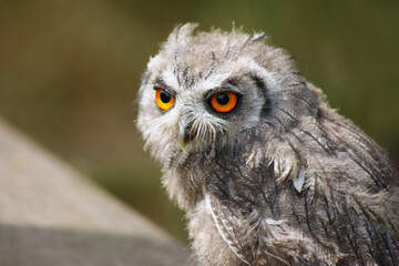 Small Eurasian Eagle Owl