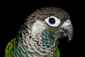 Green Cheek Conure