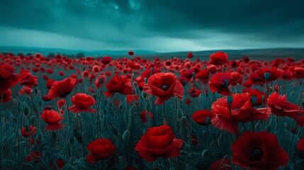  A field filled with numerous red flowers beneath a cloud-studded, grayish-blue sky Dark blue background
