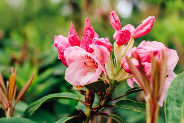 Plant bush pink rhododendron close up