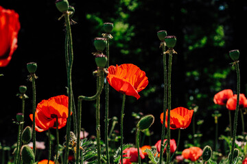 Red poppy flowers in the garden close-up