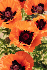 Red poppy flowers in the garden close-up