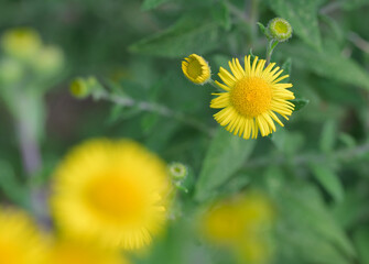 Beautiful close-up of pulicaria dysenterica