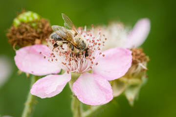 Bee pollinates garden plant and receives food