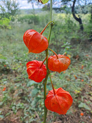 Ciplukan ''Physalis angulata