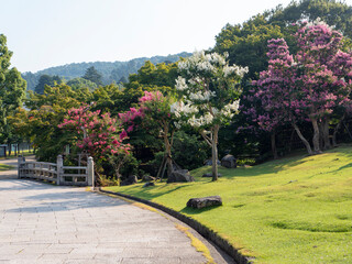 百日紅の花が咲く夏の奈良公園