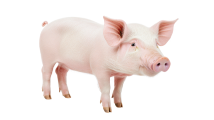 A cute, pink pig standing upright, showcasing its adorable features and playful nature in a farm setting.