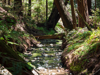 A shaded forest stream with clear, shallow water winding through a serene, green landscape. Fallen logs cross the stream, surrounded by large tree trunks and dense vegetation under dappled sunlight.