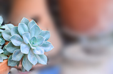Beautiful Echeveria Minima in nature