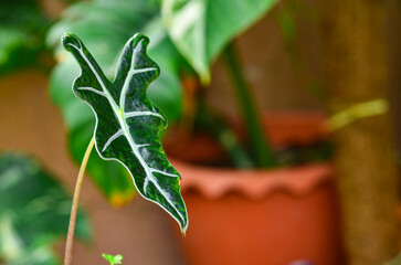 Fresh beautiful alocasia in nature