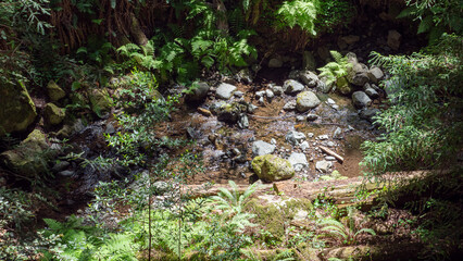 Obraz premium A vibrant forest scene with a bubbling stream running over rocks, surrounded by verdant ferns and redwoods, capturing the essence of Muir Woods’ natural beauty.