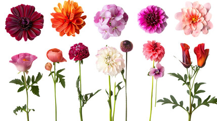 Blooming Flowers Isolated on Transparent Background, Vibrant Colors for Design Projects