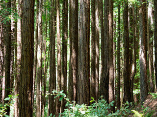 An image capturing a dense forest with tall, straight tree trunks standing close together. The...