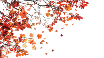 colorful autumnal tree frame isolated on white or transparent png