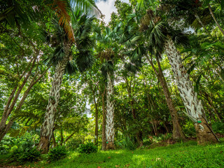 Naklejka premium Green nature with Hawaiian Palm trees and summer sun rays