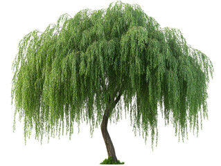 A majestic willow tree with drooping branches and lush green foliage, creating a serene and tranquil natural landscape.