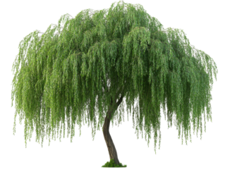 A majestic willow tree with drooping branches and lush green foliage, creating a serene and tranquil natural landscape.