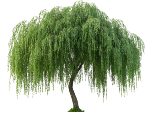A majestic willow tree with drooping branches and lush green foliage, creating a serene and tranquil natural landscape.