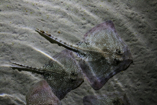 Thornback rays showcasing their detailed, maze-like patterns as they glide over the sandy seabed. Interplay of light and texture emphasizes their natural camouflage and elegant movements underwater