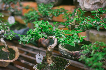 close up view of a small bonsai tree with price tag