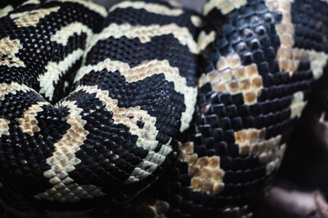 Detailed shot of a black and white snake's scales, focusing on the unique pattern and texture. The close-up perspective captures the glossy, almost metallic sheen of the reptile's skin.