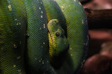 Obraz premium A vivid green snake coils around a branch, its smooth scales catching the light. The image highlights the intricate details of the snake's head and eye, set against a blurred natural background.
