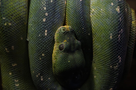 Detailed view of a green snake coiled around a branch, emphasizing the texture and vibrant coloration of its scales. The close-up composition draws attention to the intricate patterns and eye detail.
