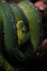 A close-up view of a green snake coiled on a branch, highlighting the detailed textures of its scales and the sharpness of its eye. The dark background contrasts with the vibrant green of the snake.