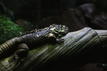 Lizard on a mossy log in a shadowed, forested area. The reptile’s earthy tones merge with the dim...