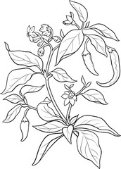 Cayenne Pepper Plant  Outline Illustration
