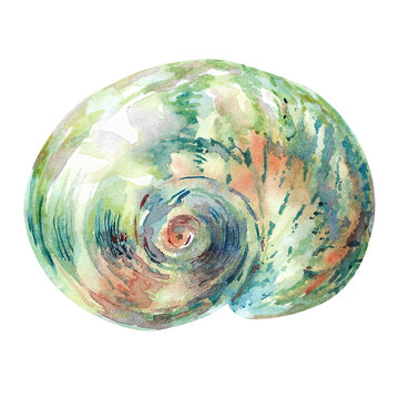 recommend clip art: Shell isolate of underwater world of hand drawn in watercolor. Turbo shell, Moon sea shell of smooth, round, spiral shape with blue, green, red, brown spots and stripes. Beautiful sea snail`s house