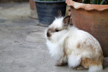 Obraz premium white rabbit on the floor