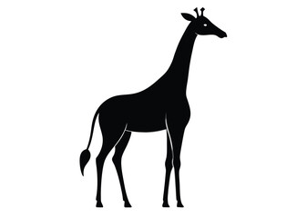 giraffe Silhouette on White Background 