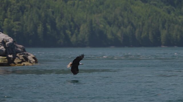 Eagle catching fish in the ocean in Canada