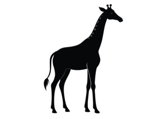 giraffe Silhouette on White Background 