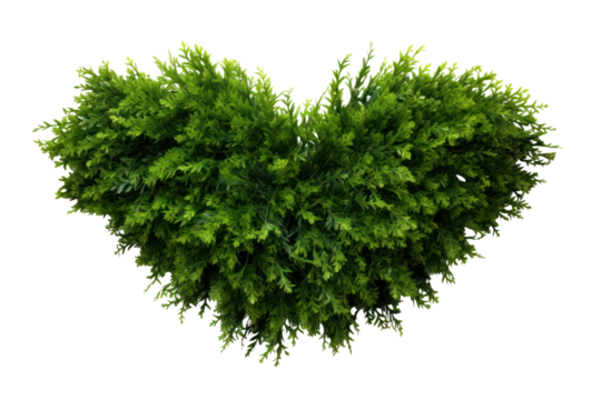 Intact symmetrical evergreen shrub isolated on white background.