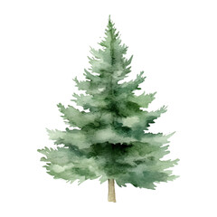 Obraz premium Watercolor pine trees on white background