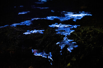 the blue fire/sulfur fire of Ijen, Indonesia