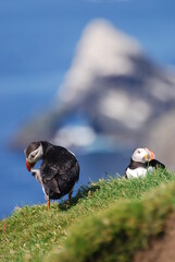 Puffin