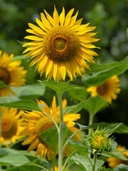 満開のヒマワリの花