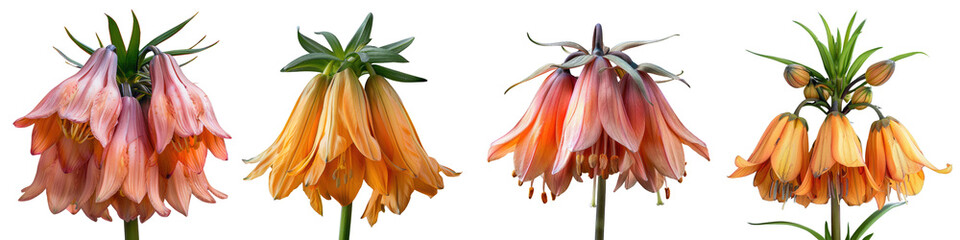 Crown imperial flower isolated on a transparent background - Showcasing its distinctive, bell-shaped blooms and regal appearance - Clean and vibrant composition with natural lighting - Studio photogra