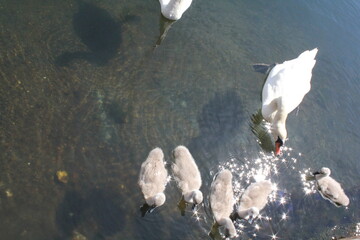 swan family